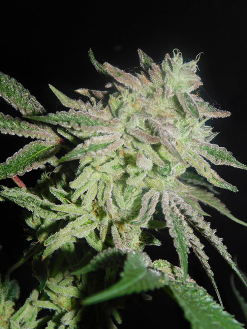 Gelato (Zamnesia Seeds) feminized Gelato (Zamnesia Seeds) feminized