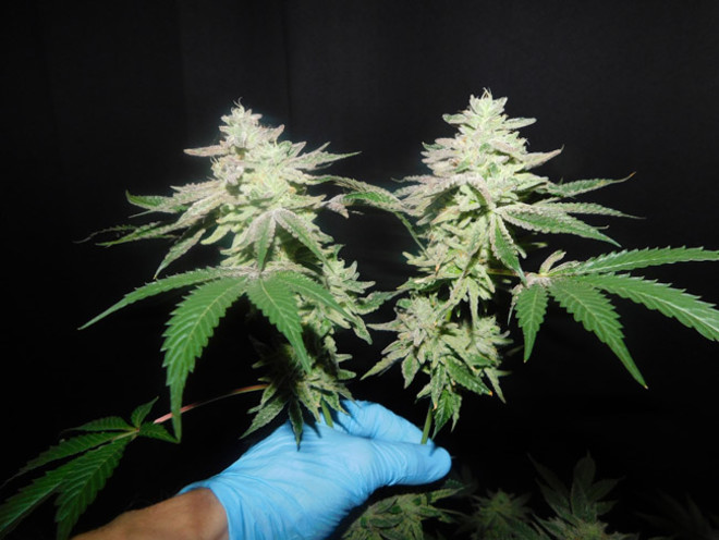 Gelato (Zamnesia Seeds) feminized Gelato (Zamnesia Seeds) feminized