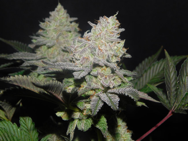 Gelato (Zamnesia Seeds) feminized Gelato (Zamnesia Seeds) feminized