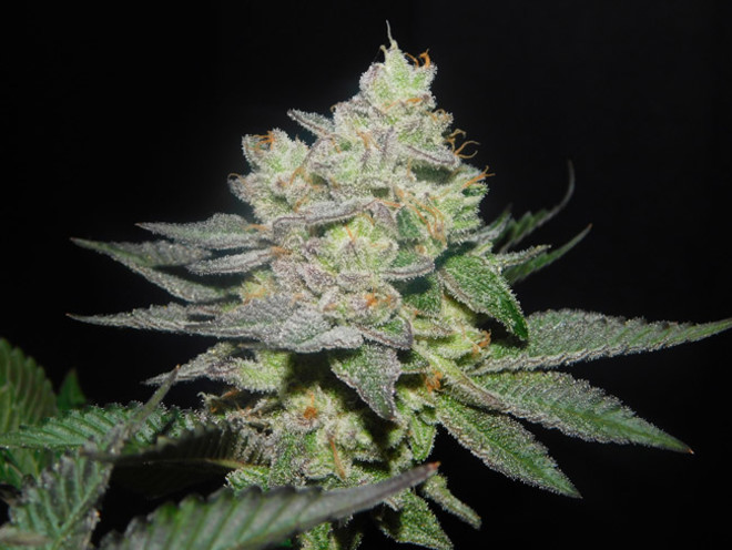 Gelato (Zamnesia Seeds) feminized Gelato (Zamnesia Seeds) feminized