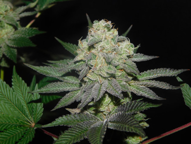 Gelato (Zamnesia Seeds) feminized Gelato (Zamnesia Seeds) feminized