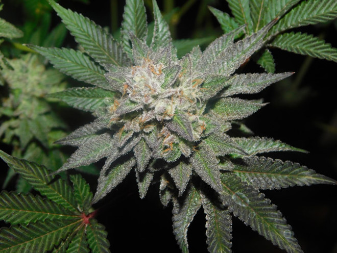 Gelato (Zamnesia Seeds) feminized Gelato (Zamnesia Seeds) feminized