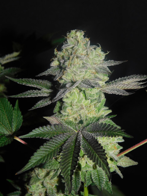 Gelato (Zamnesia Seeds) feminized Gelato (Zamnesia Seeds) feminized