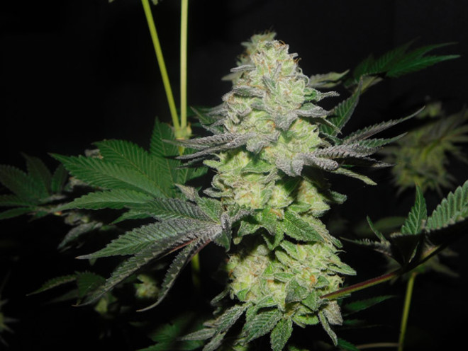 Gelato (Zamnesia Seeds) feminized Gelato (Zamnesia Seeds) feminized