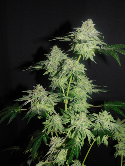 Gelato (Zamnesia Seeds) feminized Gelato (Zamnesia Seeds) feminized