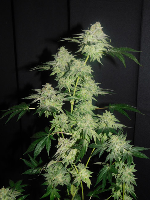 Gelato (Zamnesia Seeds) feminized Gelato (Zamnesia Seeds) feminized