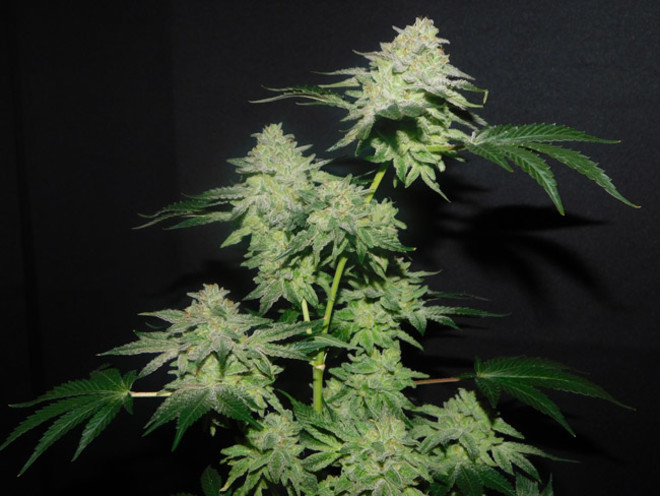 Gelato (Zamnesia Seeds) feminized Gelato (Zamnesia Seeds) feminized
