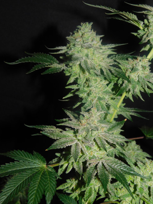 Gelato (Zamnesia Seeds) feminized Gelato (Zamnesia Seeds) feminized