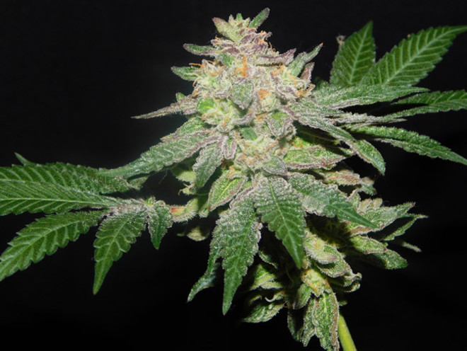Gelato (Zamnesia Seeds) feminized Gelato (Zamnesia Seeds) feminized