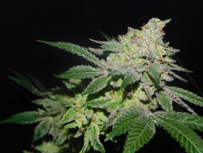 Gelato (Zamnesia Seeds) feminized Gelato (Zamnesia Seeds) feminized
