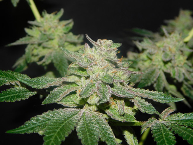 Gelato (Zamnesia Seeds) feminized Gelato (Zamnesia Seeds) feminized