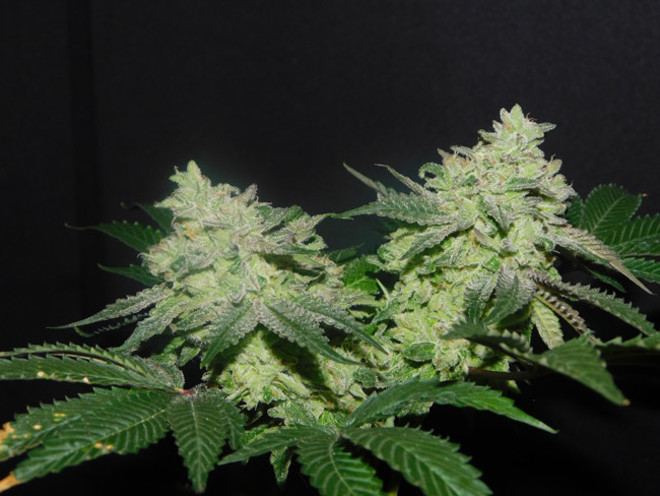 Gelato (Zamnesia Seeds) feminized Gelato (Zamnesia Seeds) feminized