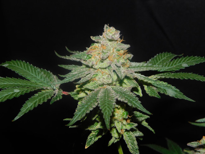 Gelato (Zamnesia Seeds) feminized Gelato (Zamnesia Seeds) feminized