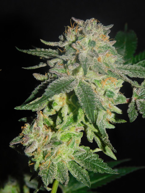 Gelato (Zamnesia Seeds) feminized Gelato (Zamnesia Seeds) feminized
