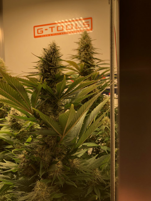 Purple Punch (Zamnesia Seeds) feminized Purple Punch (Zamnesia Seeds) feminized