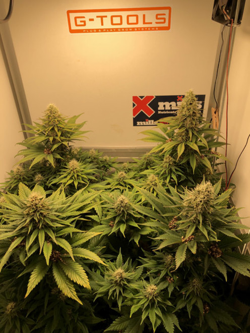 Purple Punch (Zamnesia Seeds) feminized Purple Punch (Zamnesia Seeds) feminized
