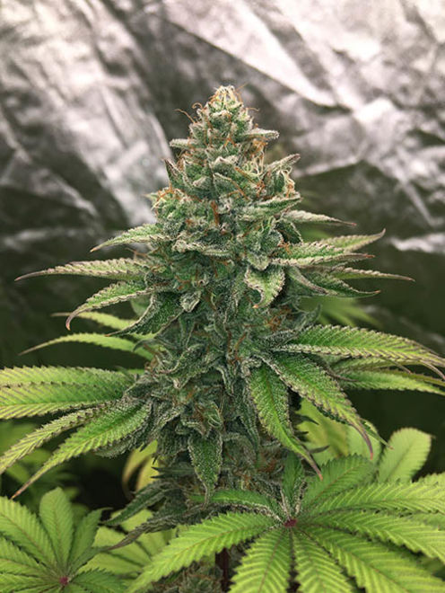 Runtz (Zamnesia Seeds) feminized Runtz (Zamnesia Seeds) feminized