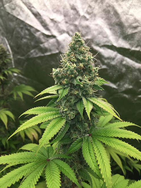 Runtz (Zamnesia Seeds) feminized Runtz (Zamnesia Seeds) feminized
