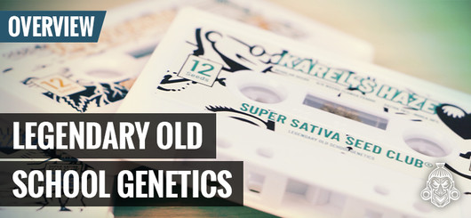 Oldskool Cannabis Genetics | Super Sativa Seed Club